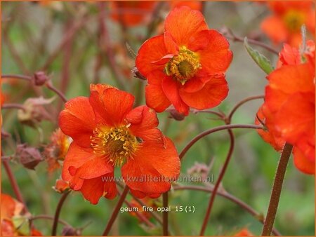 Geum &#39;Fire Opal&#39;