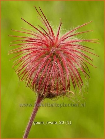 Geum rivale