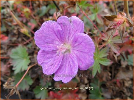 Geranium sanguineum 'Nanum'