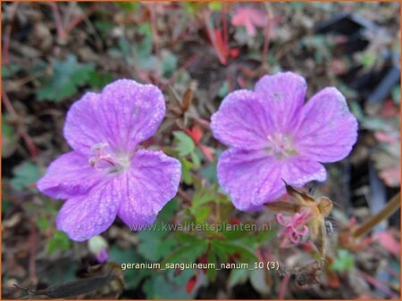 Geranium sanguineum 'Nanum'