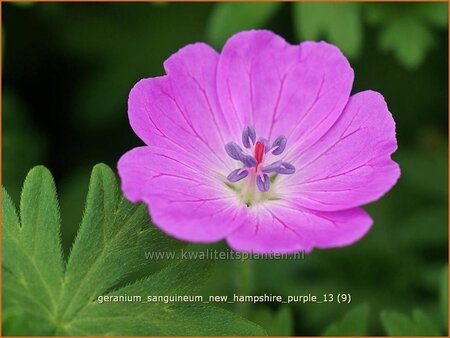 Geranium sanguineum &#39;New Hampshire Purple&#39;