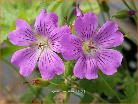 Geranium &#39;Sirak&#39;