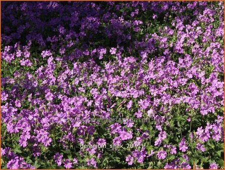 Geranium &#39;Sirak&#39;