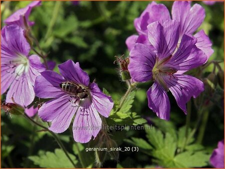 Geranium &#39;Sirak&#39;