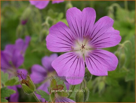 Geranium &#39;Sirak&#39;