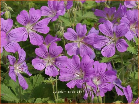 Geranium &#39;Sirak&#39;