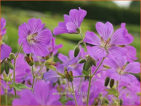 Geranium &#39;Sirak&#39;