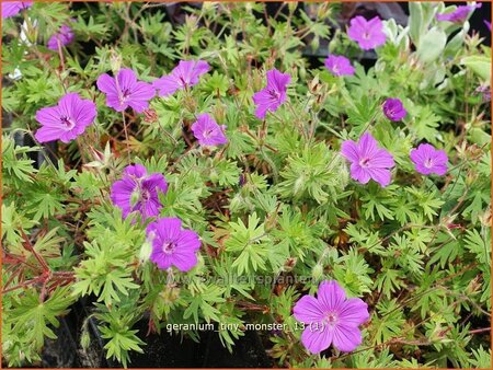 Geranium sanguineum &#39;Tiny Monster&#39;