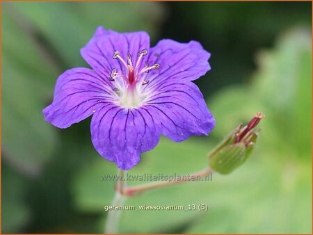 Geranium wlassovianum