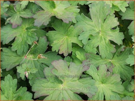 Geranium wlassovianum