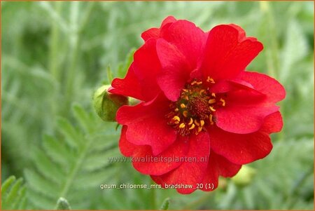 Geum chiloense &#39;Mrs Bradshaw&#39;