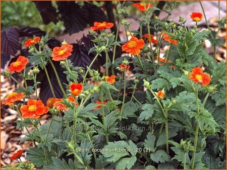 Geum coccineum &#39;Borisii&#39;