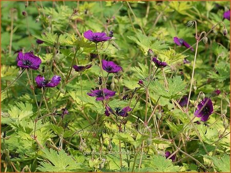 Geranium &#39;Sandrine&#39;