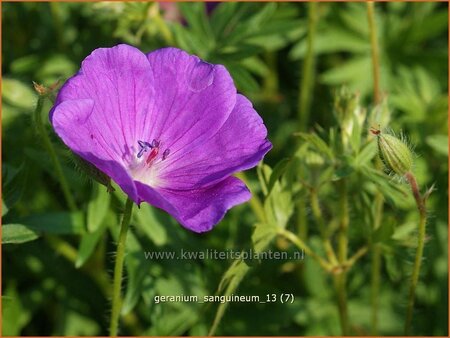 Geranium sanguineum