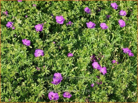 Geranium sanguineum