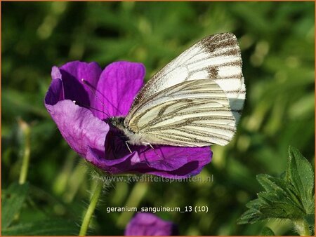 Geranium sanguineum