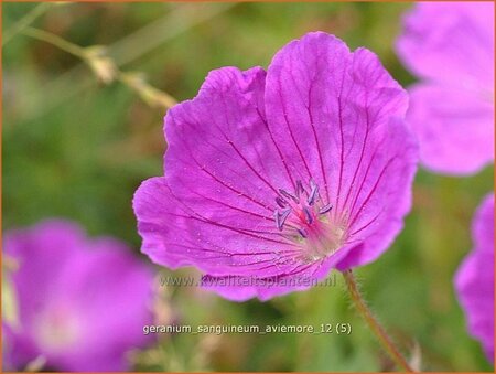 Geranium sanguineum &#39;Aviemore&#39;