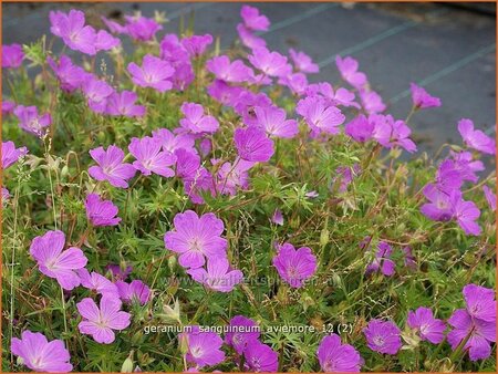 Geranium sanguineum &#39;Aviemore&#39;