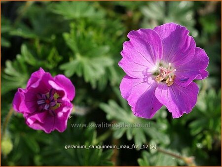 Geranium sanguineum &#39;Max Frei&#39;