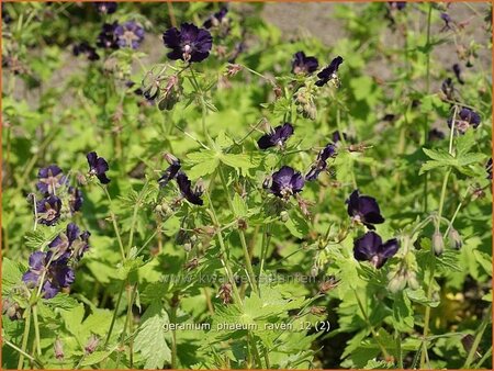 Geranium phaeum &#39;Raven&#39;