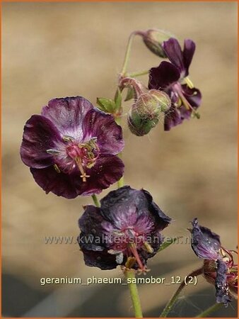 Geranium phaeum &#39;Raven&#39;