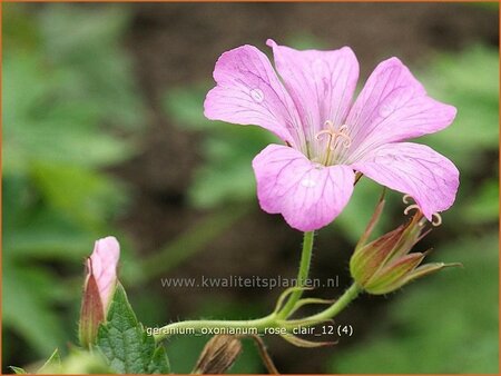 Geranium oxonianum &#39;Rose Clair&#39;