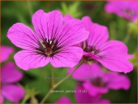 Geranium 'Patricia'