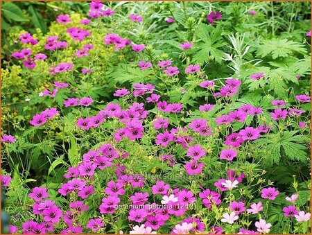 Geranium 'Patricia'