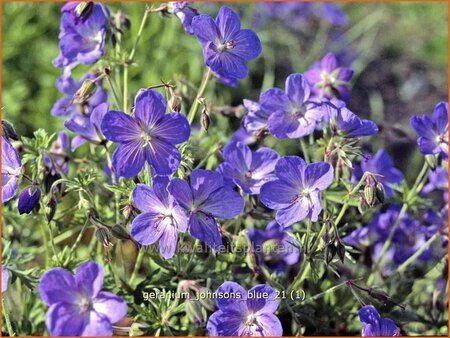 Geranium &#39;Johnson&#39;s Blue&#39;