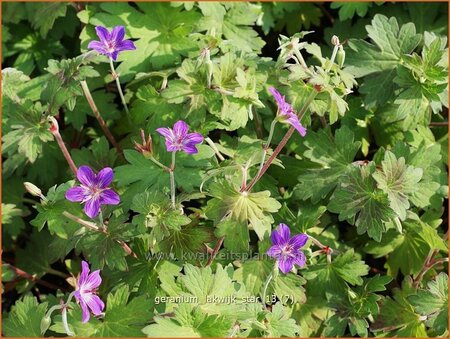 Geranium &#39;Lakwijk Star&#39;