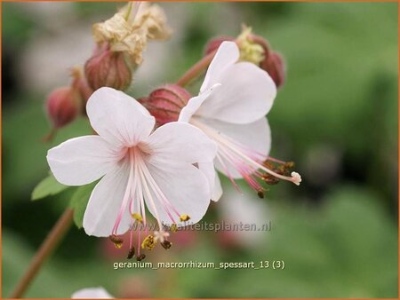 Geranium macrorrhizum &#39;Spessart&#39;