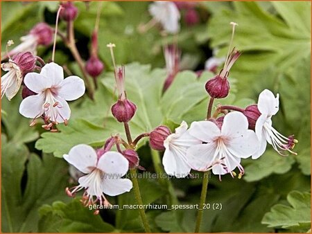 Geranium macrorrhizum &#39;Spessart&#39;