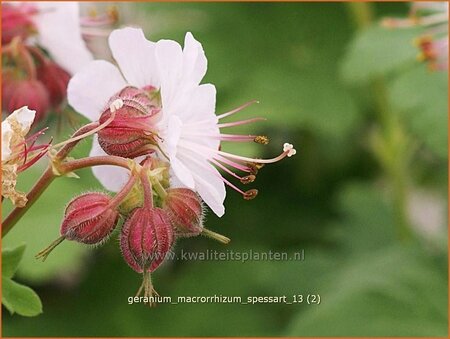 Geranium macrorrhizum &#39;Spessart&#39;