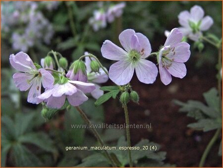 Geranium maculatum &#39;Espresso&#39;