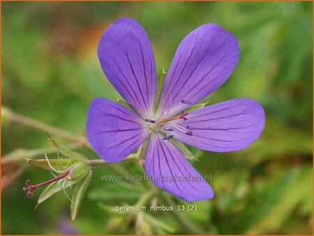 Geranium &#39;Nimbus&#39;