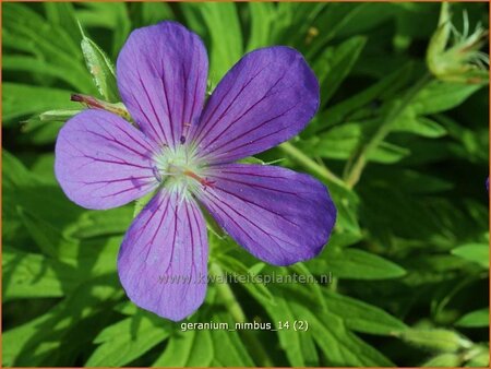 Geranium &#39;Nimbus&#39;