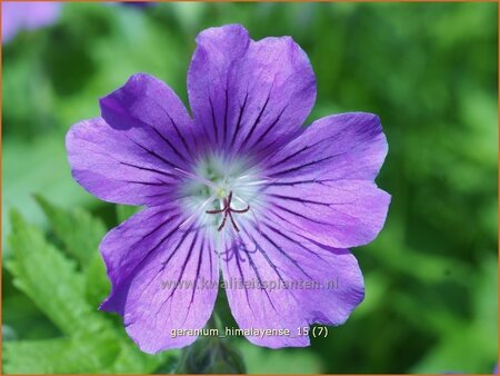 Geranium himalayense