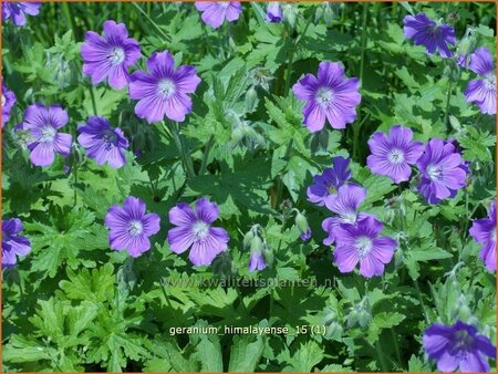 Geranium himalayense