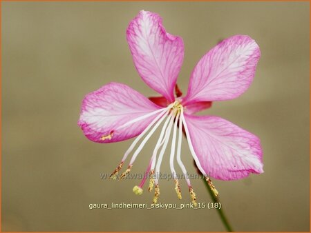 Gaura lindheimeri &#39;Siskiyou Pink&#39;