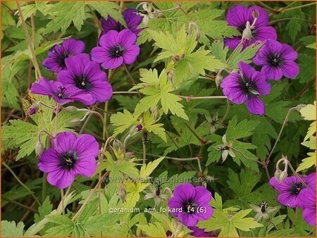 Geranium &#39;Ann Folkard&#39;