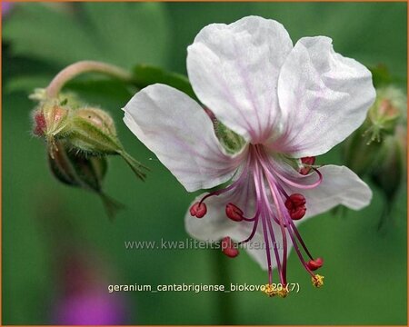 Geranium cantabrigiense &#39;Biokovo&#39;