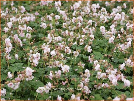 Geranium cantabrigiense &#39;Biokovo&#39;