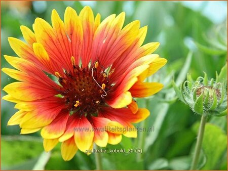 Gaillardia &#39;Kobold&#39;