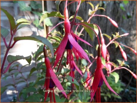 Fuchsia magellanica &#39;Gracilis&#39;