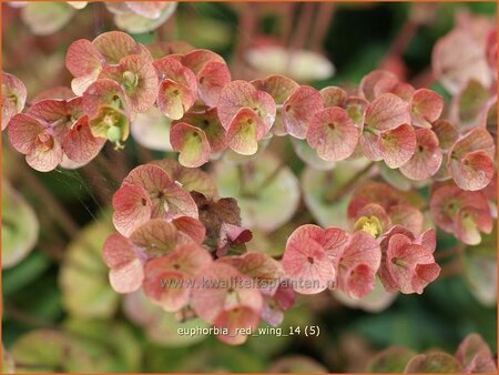 Euphorbia &#39;Red Wing&#39;