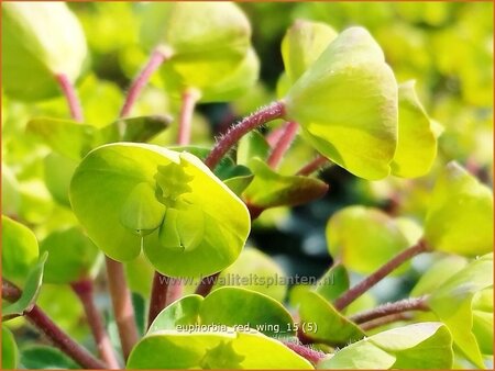 Euphorbia &#39;Red Wing&#39;