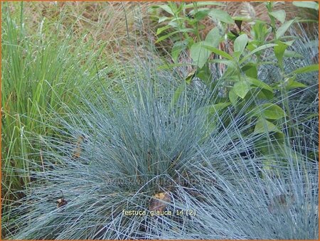 Festuca glauca