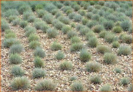 Festuca glauca