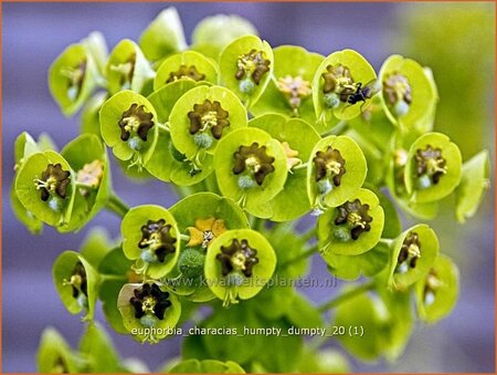 Euphorbia characias &#39;Humpty Dumpty&#39;
