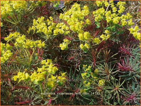 Euphorbia cyparissias &#39;Fens Ruby&#39;